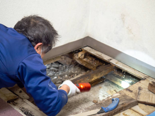 Best DIY Mold Remediation Support Services in Laurel, FL