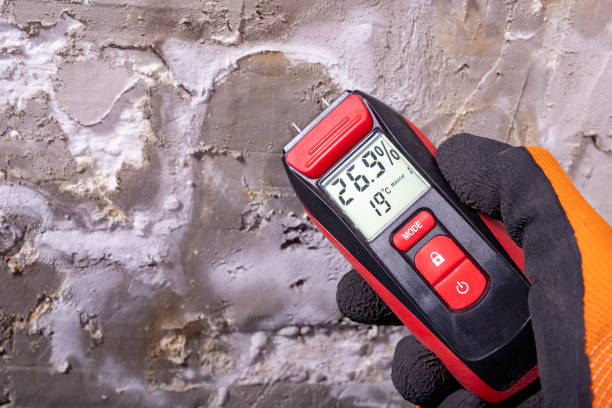Best Basement Mold Remediation in Laurel, FL
