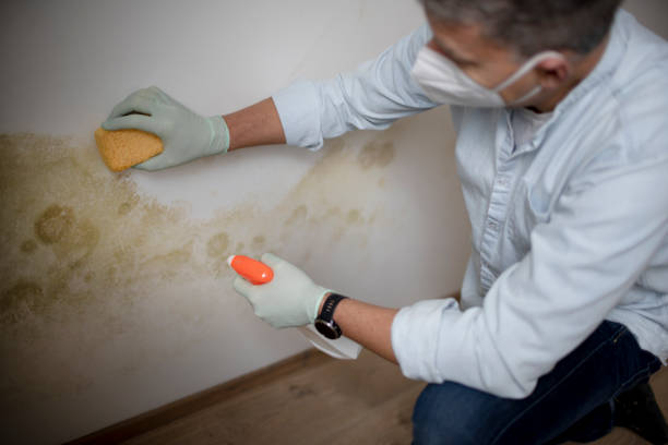 Best Residential Mold Remediation in Laurel, FL